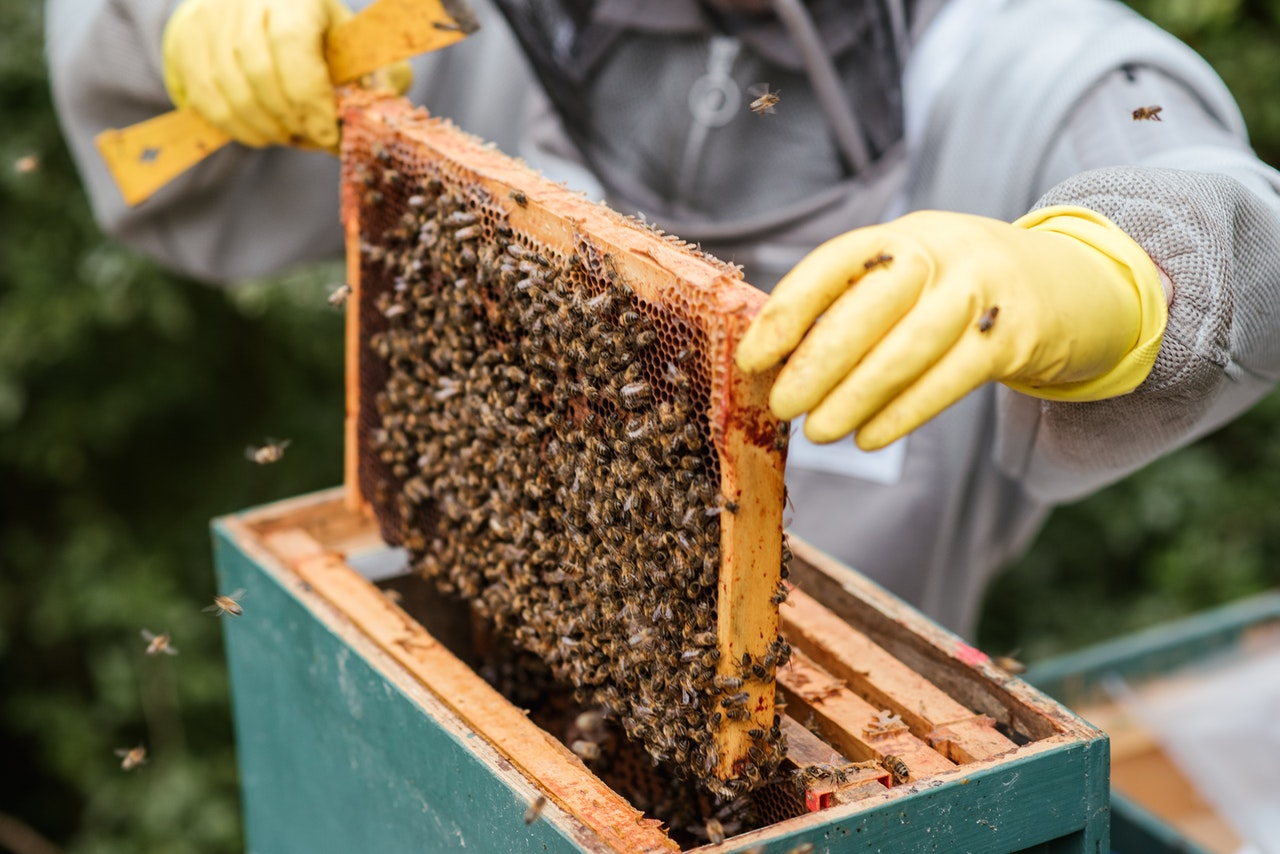 Méhész szakmai képzés